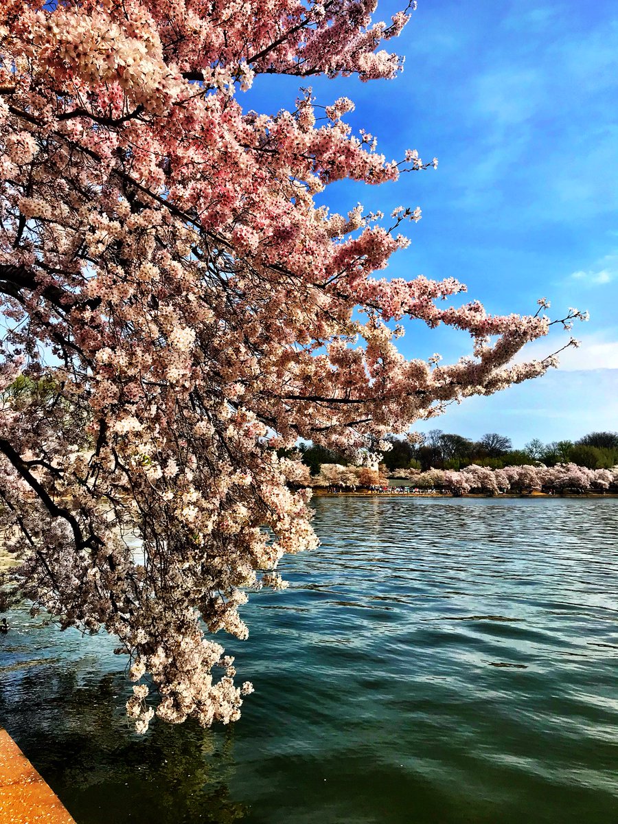 jamiereadernc's tweet photo. Cherry Blossoms!  #DCDDE18 @dcherewecomedde https://t.co/rD8ypdaOAJ