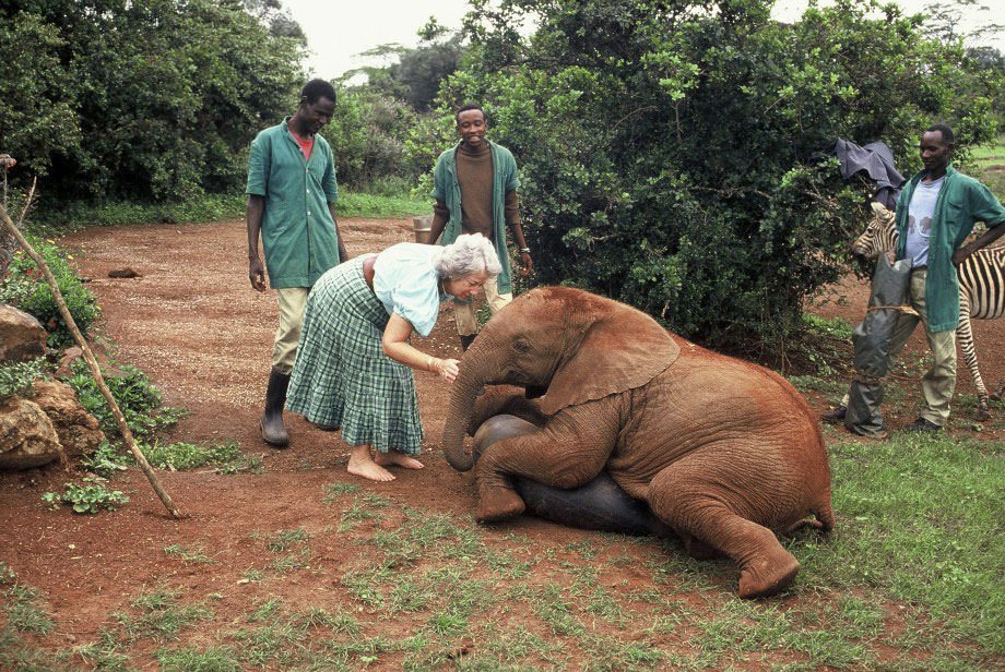It is with sadness that we announce the passing of our Founder, Dame Daphne Sheldrick, yesterday evening after a long battle with breast cancer. Her legacy is immeasurable and lives on in the tiny steps of baby elephants for generations to come: thedswt.org/dame-daphne-sh…