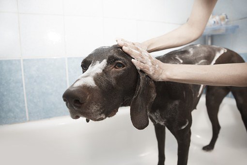 Grooming your dog yourself can be a real bonding experience, here are some At Home Dog Grooming Tips From a Professional Groomer - irishdogs.ie/articles/at-ho…
#doggo #Kilkenny
