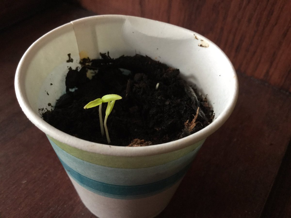 MsKateRouse7's tweet photo. We have a tomato plant seedling! ¡Qué emocionante! @CCSD93ECC @CCSD93 https://t.co/LY07dCnZvR