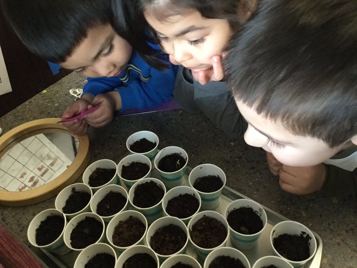 MsKateRouse7's tweet photo. We have a tomato plant seedling! ¡Qué emocionante! @CCSD93ECC @CCSD93 https://t.co/LY07dCnZvR