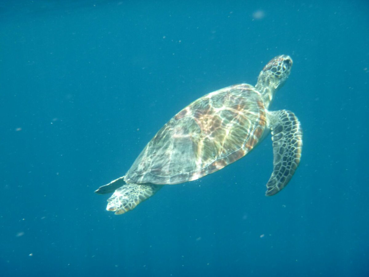 BeechHighlands's tweet photo. Forgot to post this, when we were in Bali we swam with turtles and found some cool underwater sculptures! 🇮🇩 #travelling #Bali #seaturtles #beechontour https://t.co/4QEdvnAt17