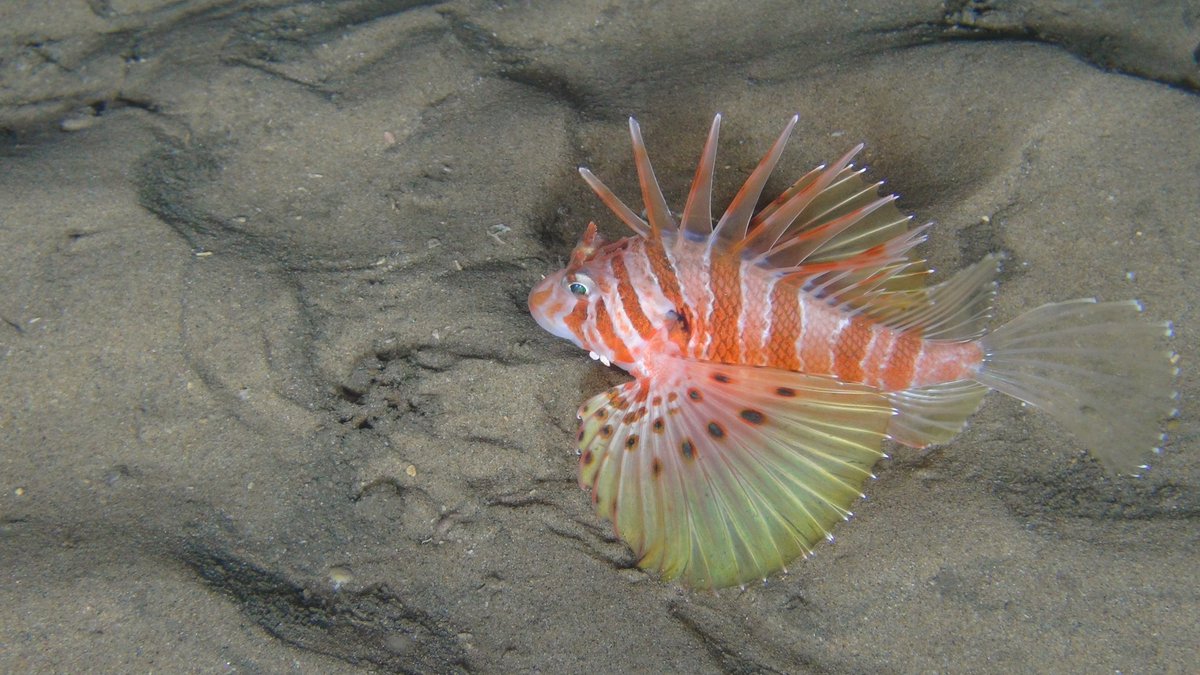 ACEP (@acep_za) on Twitter photo First ever in situ photograph of Ebosia vespertina. This fish was only described in 2015. Picture taken with ROV at 100m off Durban, KZN during ACEP Spatial Solutions Project. <a href="/WILDOCEANSSA/">WildoceansSA</a> <a href="/NRF_News/">National Research Foundation of South Africa</a> <a href="/AngraPequena/">R.Y. Angra Pequena</a> <a href="/KerrySkink/">Prof Kerry Sink</a> @SubCImaging <a href="/NRF_SAASTA/">SAASTA</a> First ever in situ photograph of Ebosia vespertina. This fish was only described in 2015. Picture taken with ROV at 100m off Durban, KZN during ACEP Spatial Solutions Project. <a href="/WILDOCEANSSA/">WildoceansSA</a> <a href="/NRF_News/">National Research Foundation of South Africa</a> <a href="/AngraPequena/">R.Y. Angra Pequena</a> <a href="/KerrySkink/">Prof Kerry Sink</a> @SubCImaging <a href="/NRF_SAASTA/">SAASTA</a>