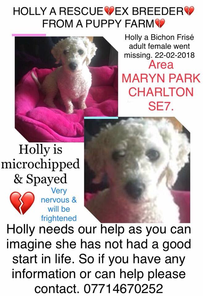 smurden11's tweet photo. Holly still missing please share 🐾 https://t.co/YCO3GE2wPT