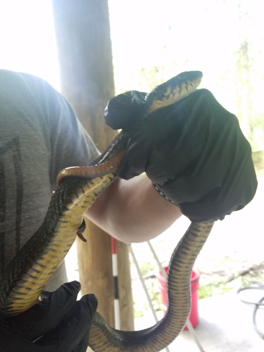 MycoZoo's tweet image. Had a great time in Louisiana catching snakes with Lafayette&apos;s USGS. Thanks for taking care of me and showing me what y&apos;all do! #SFD #gottacatchthemall #fungalpathogen