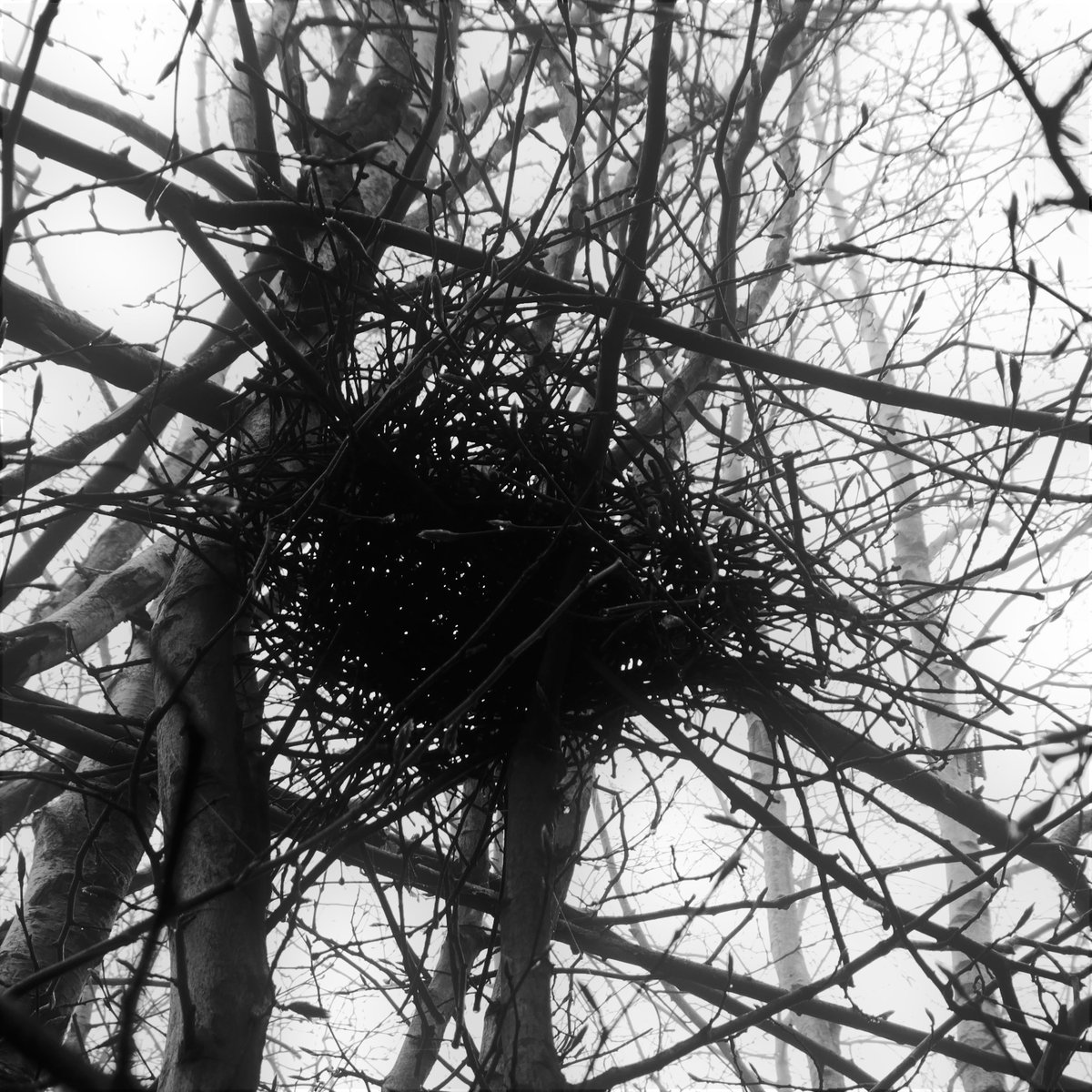 But the experience of the woodland in this dense fog was a joy - the everyday took on an entirely different presence.