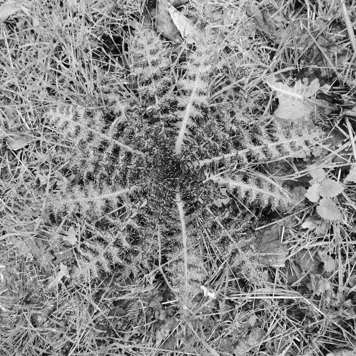 But the experience of the woodland in this dense fog was a joy - the everyday took on an entirely different presence.