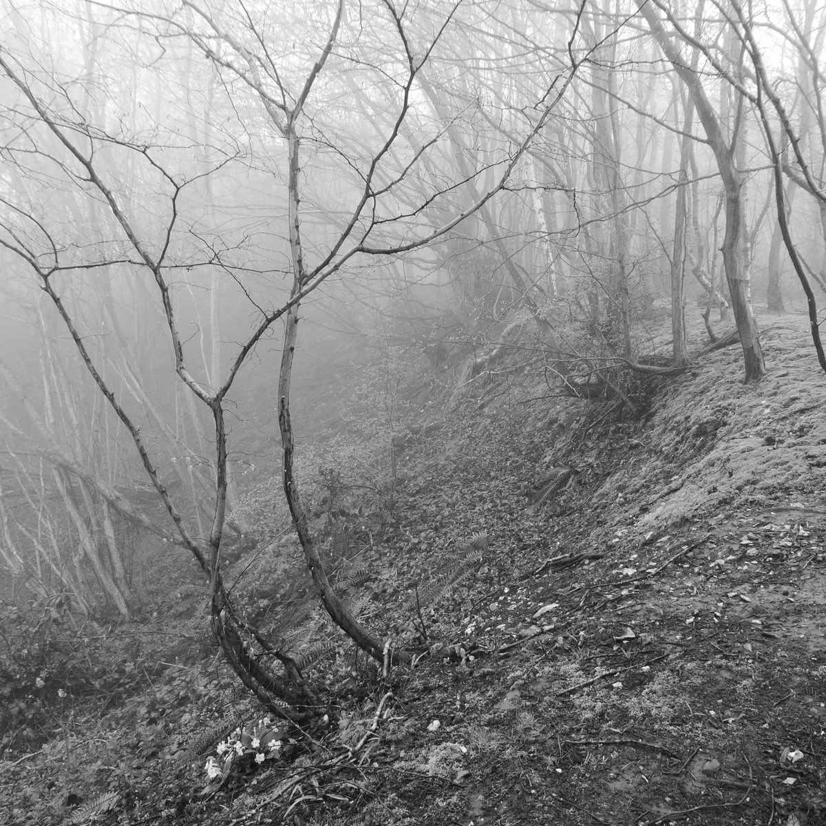 I came across a sudden steep hollow. It seemed unmarked by any horsehoe of close contour lines on the OS map, so this is when I first started to suspect that I'd lost my way.