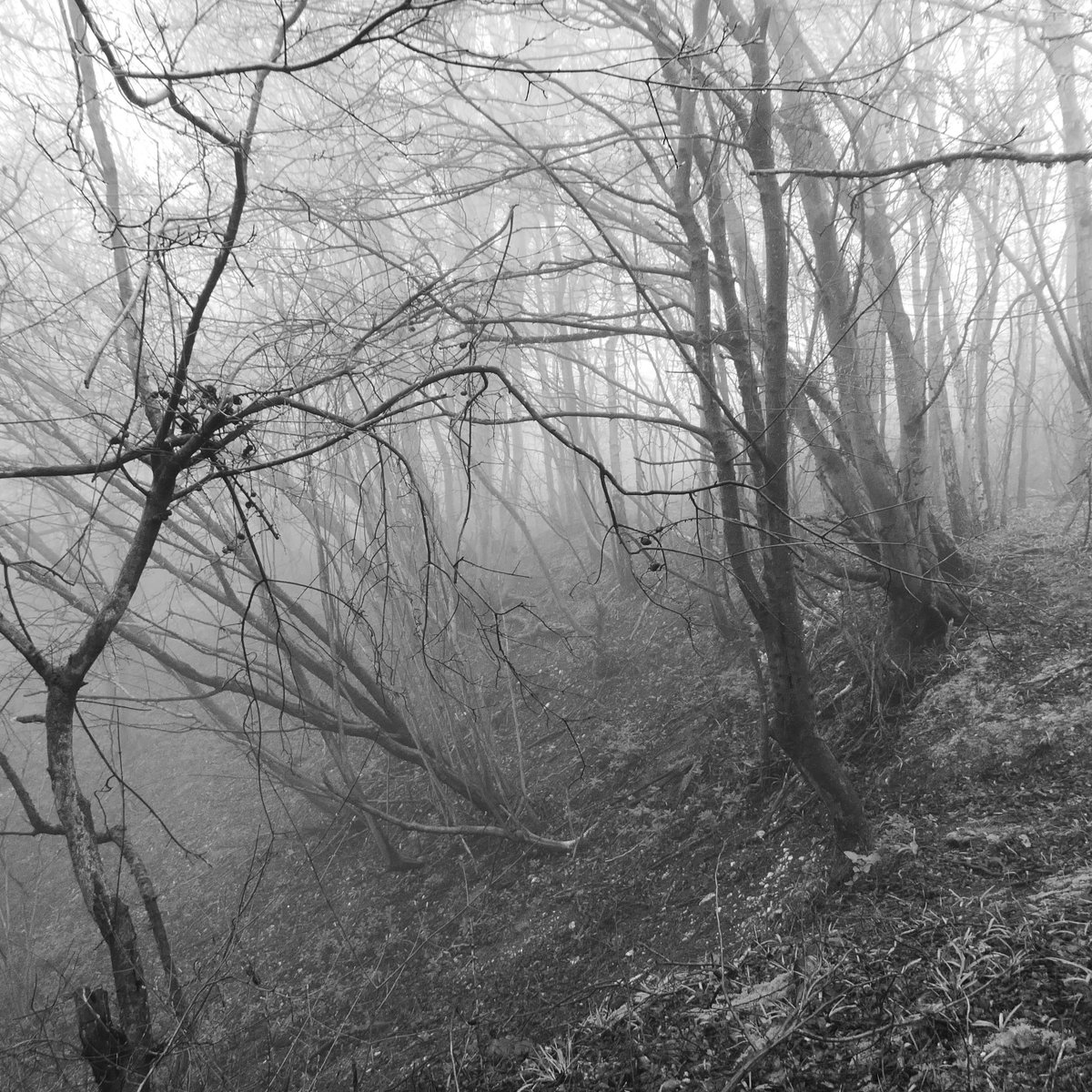 I came across a sudden steep hollow. It seemed unmarked by any horsehoe of close contour lines on the OS map, so this is when I first started to suspect that I'd lost my way.