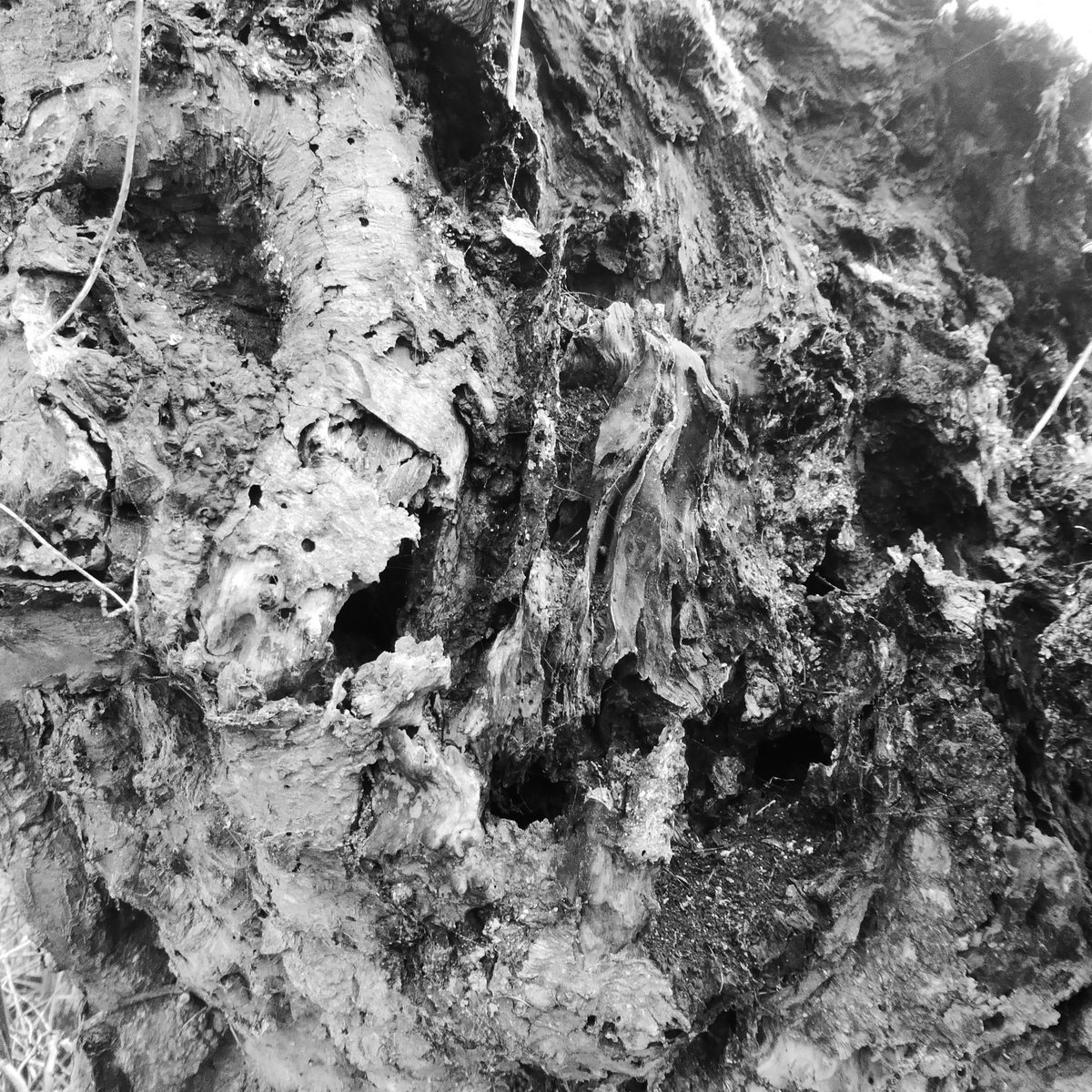 By the hollow, this old tree was simultaneously living and dead - a termite metropolis nevertheless sprouting fresh young limbs.