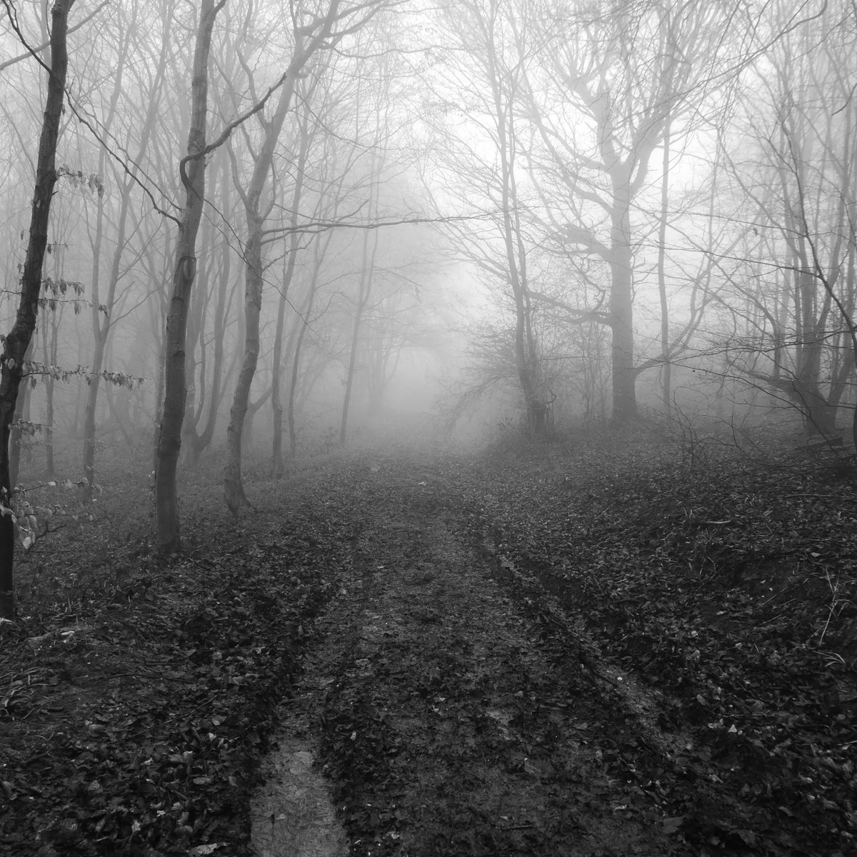 I checked my map again. Three sides of a squarish rectangle was my route. Two right angled turns to the right. Just past the hollow a muddy but confident track went fogward at 90 degrees. This must be my second turn. I must be pretty close.