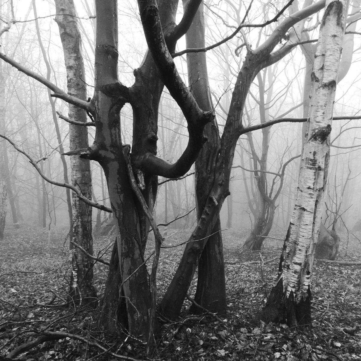 Two pairs of beeches waltzed with each other alongside the track, as two birches stood by, waiting for their chance to cut in.