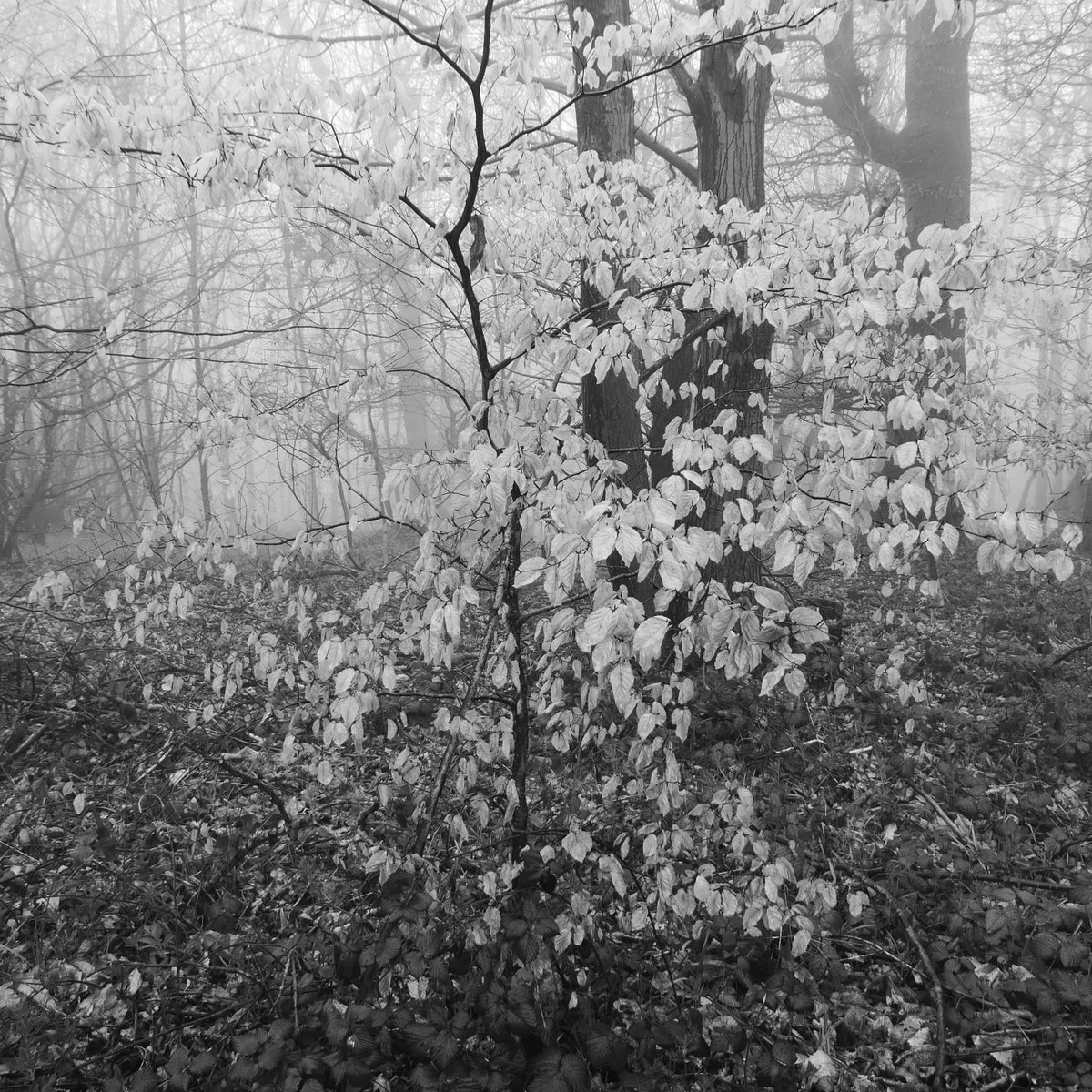 Last year's beech leaves were still clinging on to saplings in the understory, where the winter winds weren't able to dislodge them. A strange bright confetti in the murk.