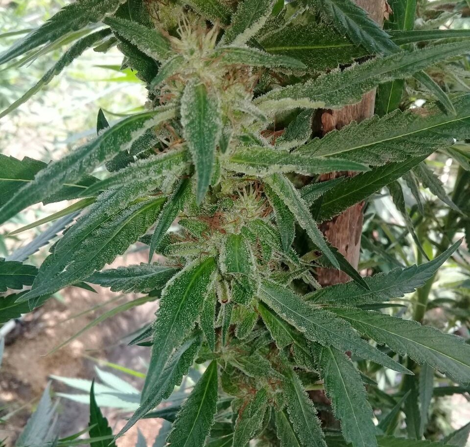 #TinaDanza in the blazing tropics.
#shadegrown #biobud