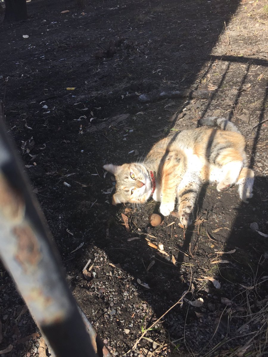 moonywait's tweet image. 