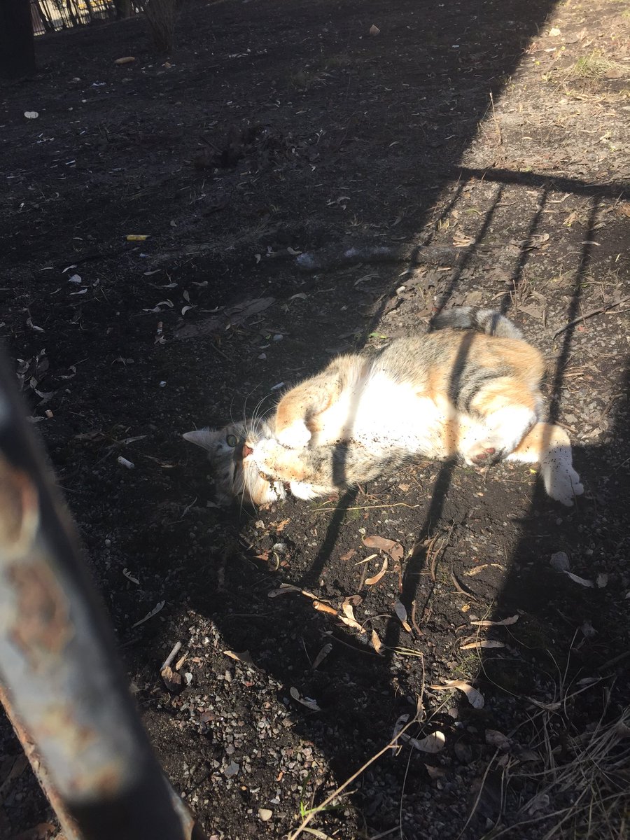 moonywait's tweet image. 