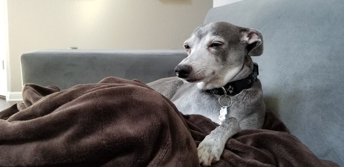 My mother left behind her dog that I'm now taking care of. He's an old man that has cancer, the doctor