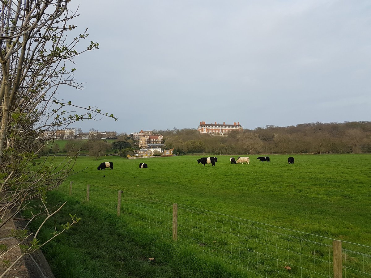 simonandyas's tweet photo. The belted cows are back out on Petersham Meadow. #mootiful https://t.co/b8qnmHDYdy