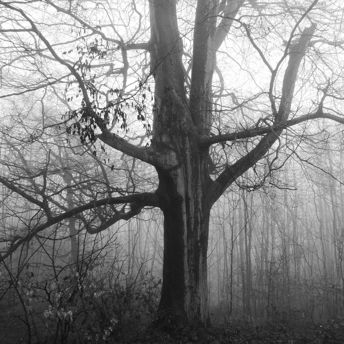 But this side of my square route was getting absurdly long, it didn't make sense any more. This imperious beech appeared to give me directions, but I couldn't interpret its gestures and I don't speak beech.