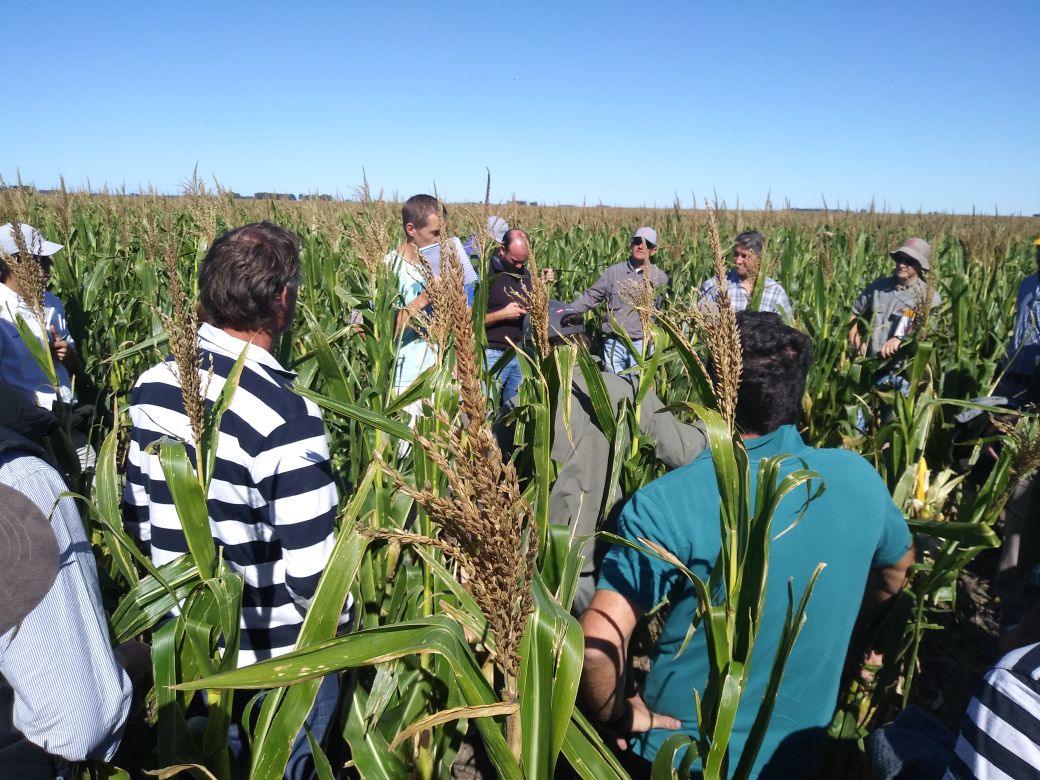 Dealers_Pioneer's tweet image. Gran jornada de intercambio de experiencias hoy en #CnelDorrego #MaízDeFronteras #Red