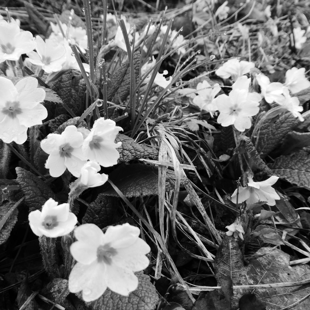 Primroses cheered me on though, urging me not to panic. Thanks guys, you're the best.