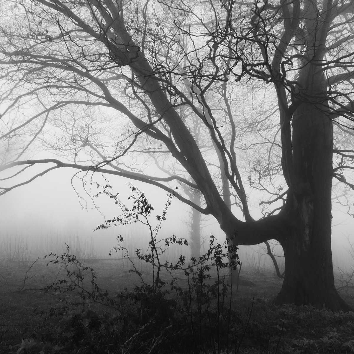 I decided to take the next obvious right and hope for the best. It took me through a recent coppice, where the felling had exposed another monumental beech (a very unusual standard tree in a coppice, where oak is much more usual). (Beeches transfix me, I can't fully explain why.)