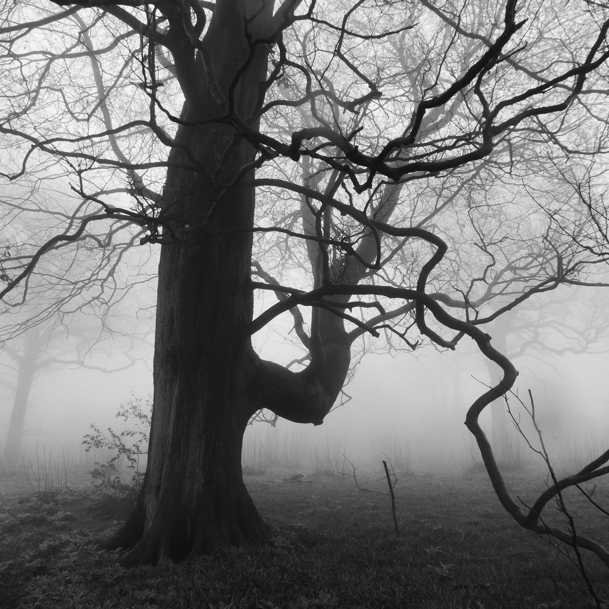 I decided to take the next obvious right and hope for the best. It took me through a recent coppice, where the felling had exposed another monumental beech (a very unusual standard tree in a coppice, where oak is much more usual). (Beeches transfix me, I can't fully explain why.)
