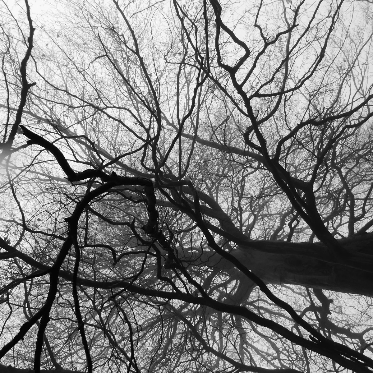 I decided to take the next obvious right and hope for the best. It took me through a recent coppice, where the felling had exposed another monumental beech (a very unusual standard tree in a coppice, where oak is much more usual). (Beeches transfix me, I can't fully explain why.)