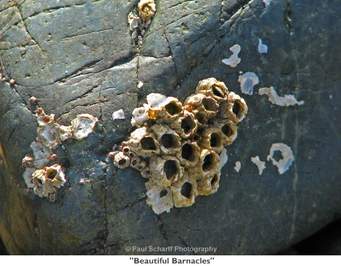 You'll excuse me, you corporate barnacles, but I no longer patronise cable companies, Starbucks, Amazon or FaceBook. How exactly do you contribute to the betterment of my life?