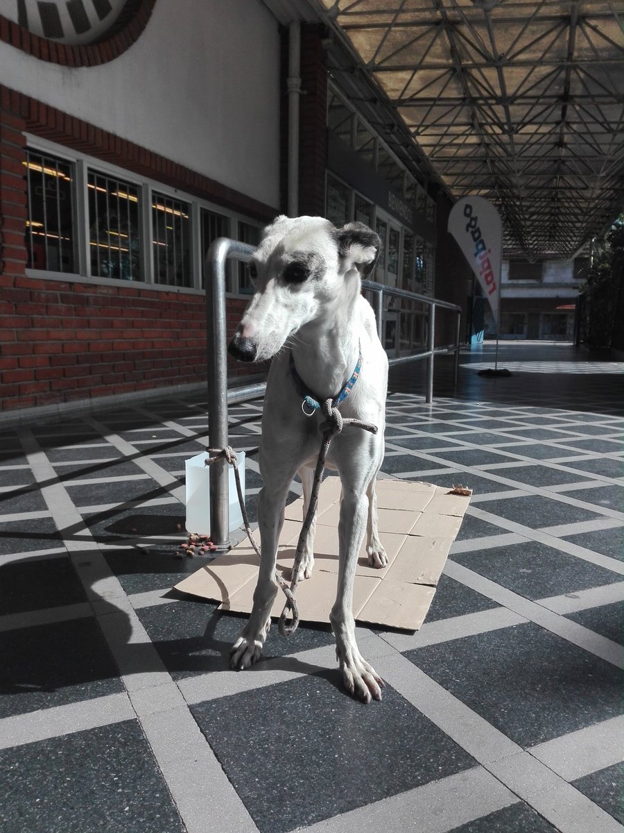 #MardelPlata Perra galgo perdida y muy asustada. Tiene collar. La salvaron los empleados de #Toledo de ser atropellada. Está en la sucursal de Av. Jara y Primera Junta. RT por favor