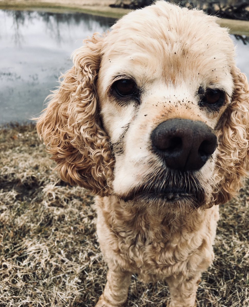 WicketsWebWorld's tweet photo. Just digging holes with my face today on our walk #chipmunkobsessed #littledigger #bathtime https://t.co/6odMQddDxn