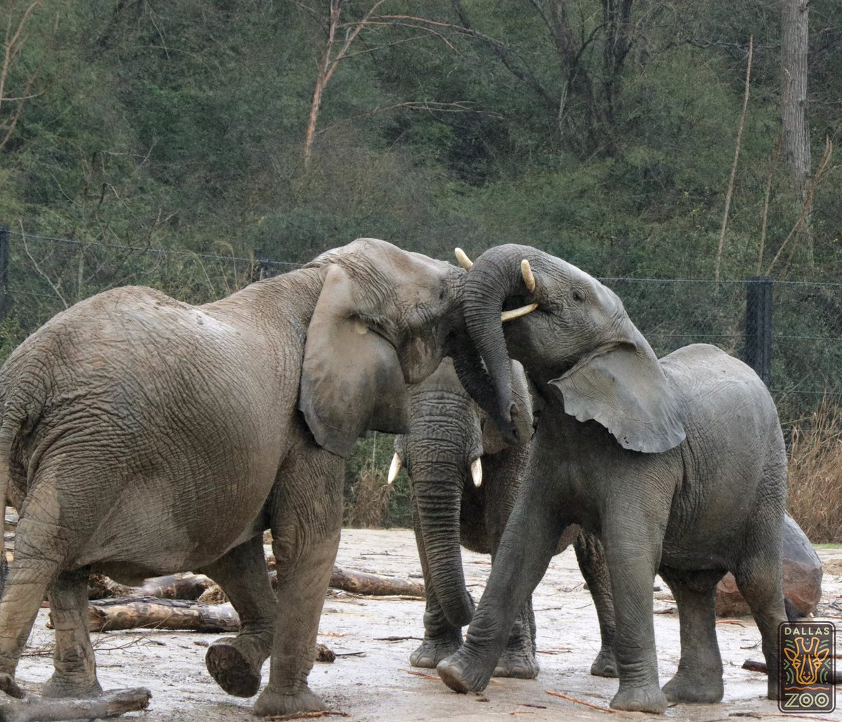 DallasZoo's tweet photo. If this gloomy Friday's got you down, just remember how much #elephants love rain. ❤️ #dfwwx #tgif https://t.co/CfiDNzjilB