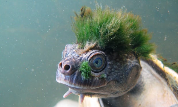 Matthijs85's tweet photo. Green-haired turtle that breathes through its genitals added to endangered list https://t.co/ePfYji3E6y | #animal #punkturtle 
Let's protect this punk🐢! https://t.co/UuQmI8t0bm