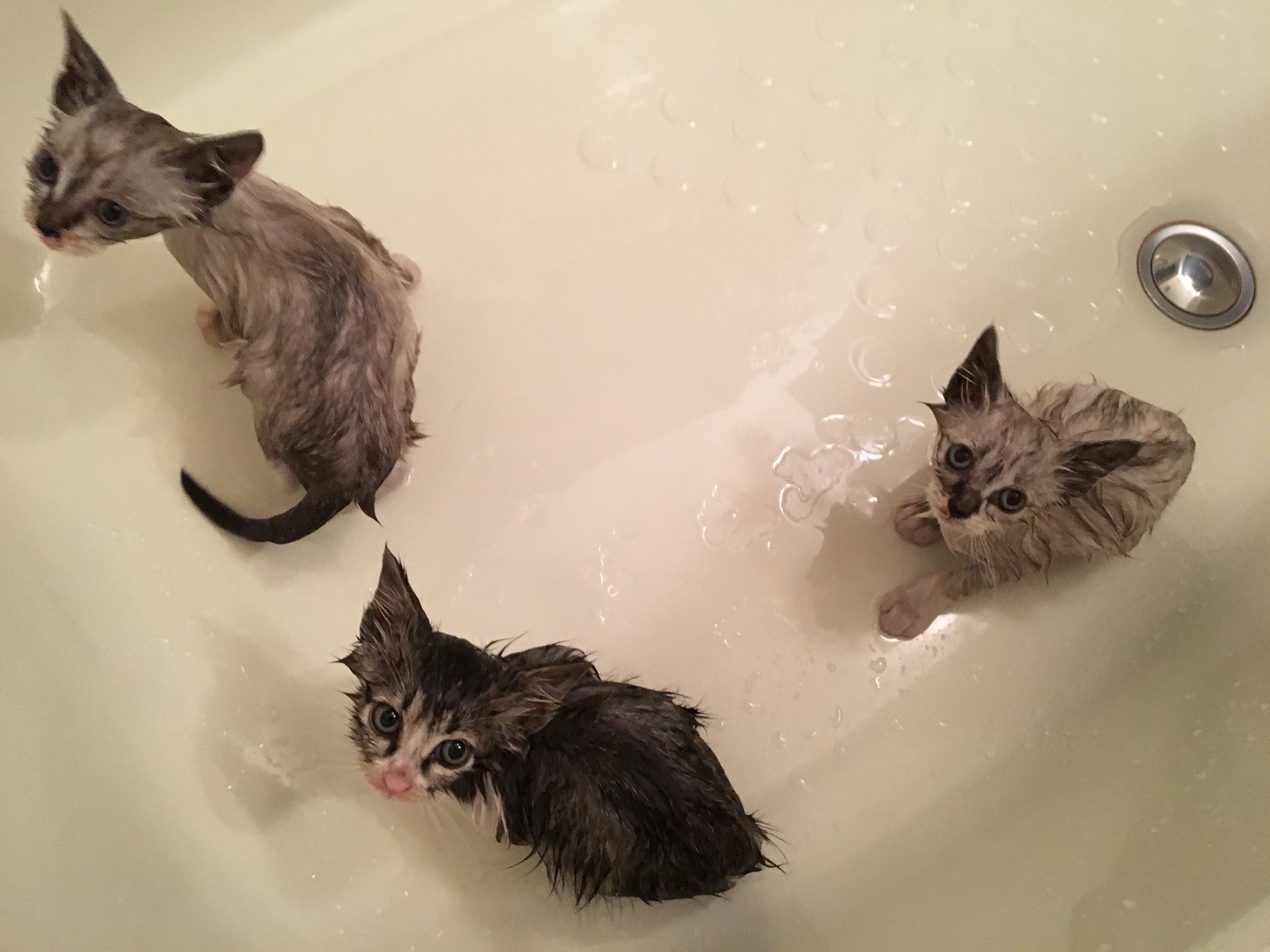 うらべ どんべ子と愉快な猫ら Pa Twitter とりあえず今日いちばんの大仕事 拾った三匹を風呂に入れてノミ取りシャンプーかましたった 濡れた猫は妖怪だった T Co Bwtcem19lt Twitter