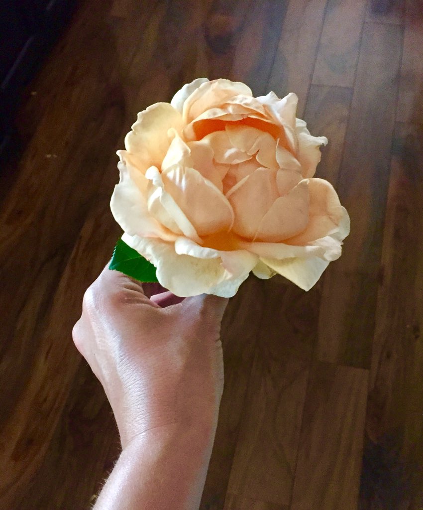 Just_SomeChick's tweet photo. I was never much into plants until a couple years ago. Now I have a garden to stock the house w/bouquets and it saves my sanity. #ThankGodForSpring #Roses https://t.co/2kSIo2uFgM