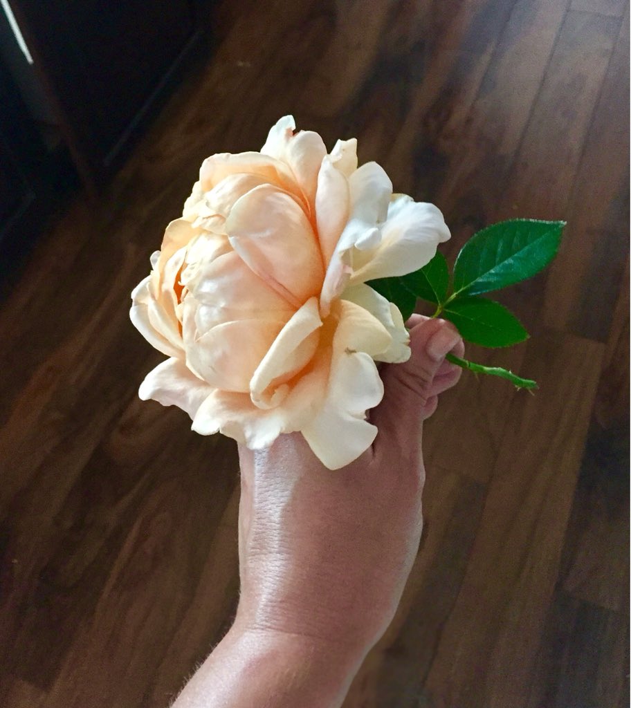 Just_SomeChick's tweet photo. I was never much into plants until a couple years ago. Now I have a garden to stock the house w/bouquets and it saves my sanity. #ThankGodForSpring #Roses https://t.co/2kSIo2uFgM