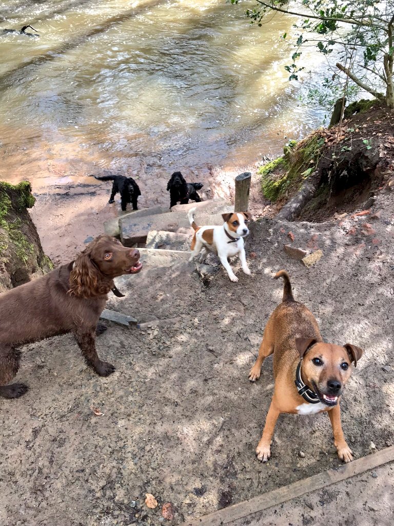 It’s been a busy start to spring with all the pooches. Lots of lovely walks around #wilmslow &amp; #styal 🐾☀️🐶💦🐶🌼🐾