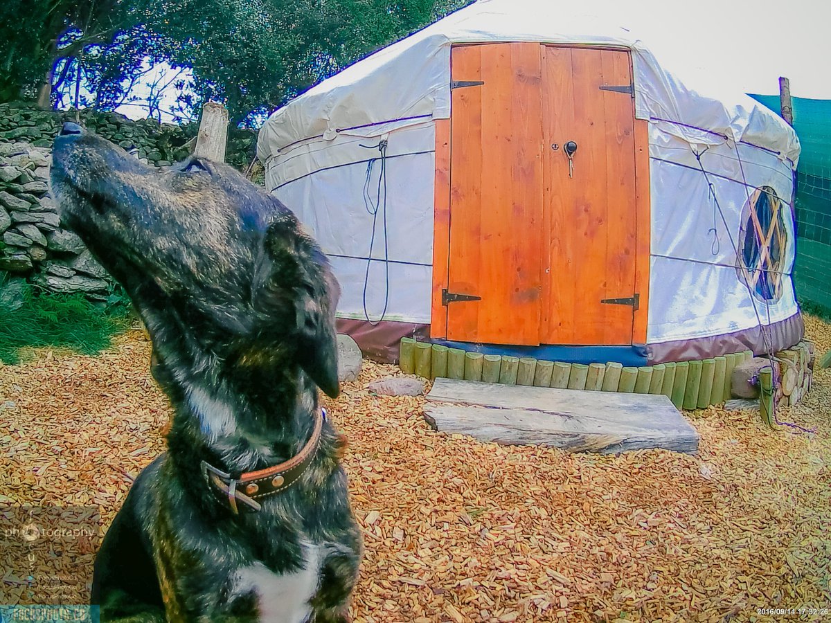FocusPhotoCo's tweet photo. Bramble protecting our yurt at the #Carrauntoohill Eco Farm. Highly recommend you stay there when you visit #Killarney or #GapOfDunloe in #Ireland. It’s easy to drive around the entire country. #travel #FocusPhotoCo https://t.co/DfIHlef3QV