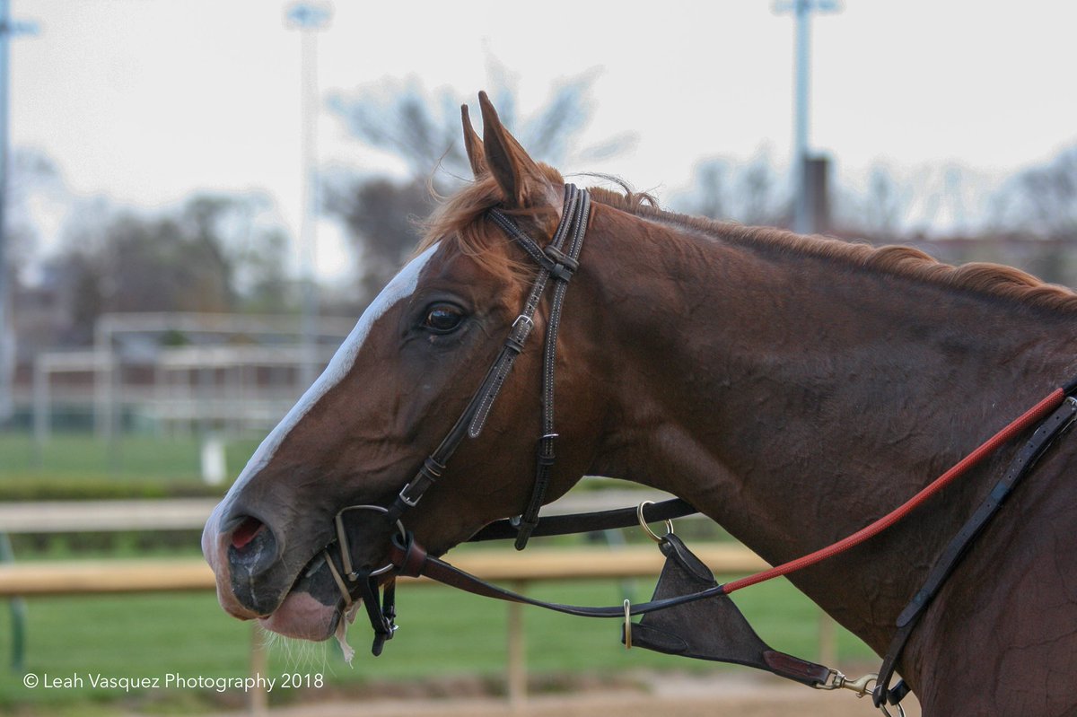 LV_Eventing's tweet photo. Just your weekly #FreeDropFriday picture of Derby contender #FreeDropBilly https://t.co/9diTxsziYC