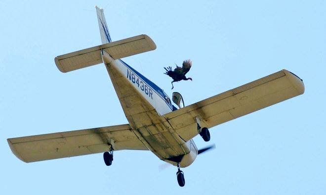 BiologistDan's tweet photo. WTF! Yellville, Arkansas, has a festival every year where they throw live turkeys out of airplanes. AND IT'S LEGAL! And No. Turkeys can't fly. Animal cruelty is never acceptable. #WTF! https://t.co/4IhdvQZUVp