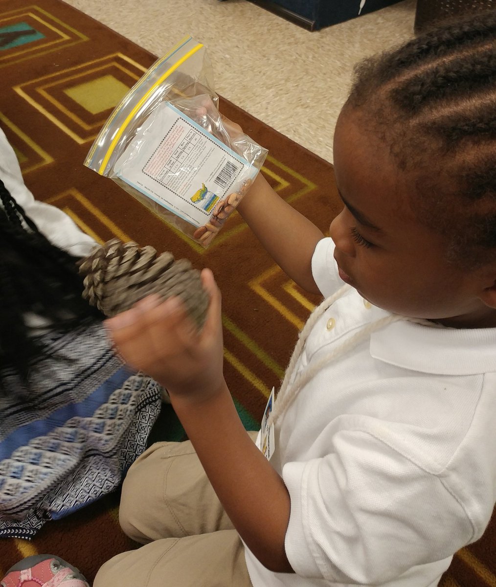 scienceatspeas's tweet image. GrPreK Bees Where do plants come from? Seeds of course! But not all seeds are alike. Observing seeds @SpeasGlobal #ExpModelDemo