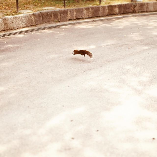 🌰 On the move ! 🥜