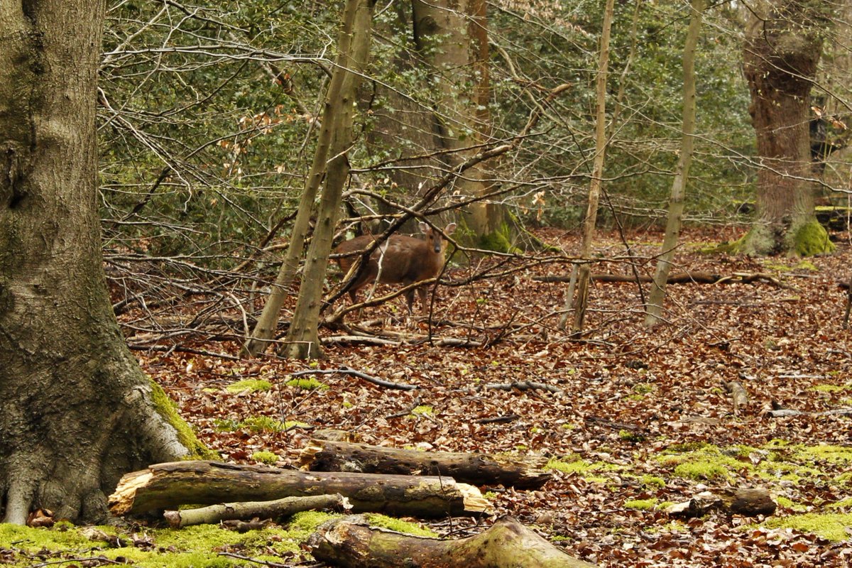 EppingForestPic's tweet photo. A few from a wonderful walk in #EppingForest today. https://t.co/TlMh9w7dTU