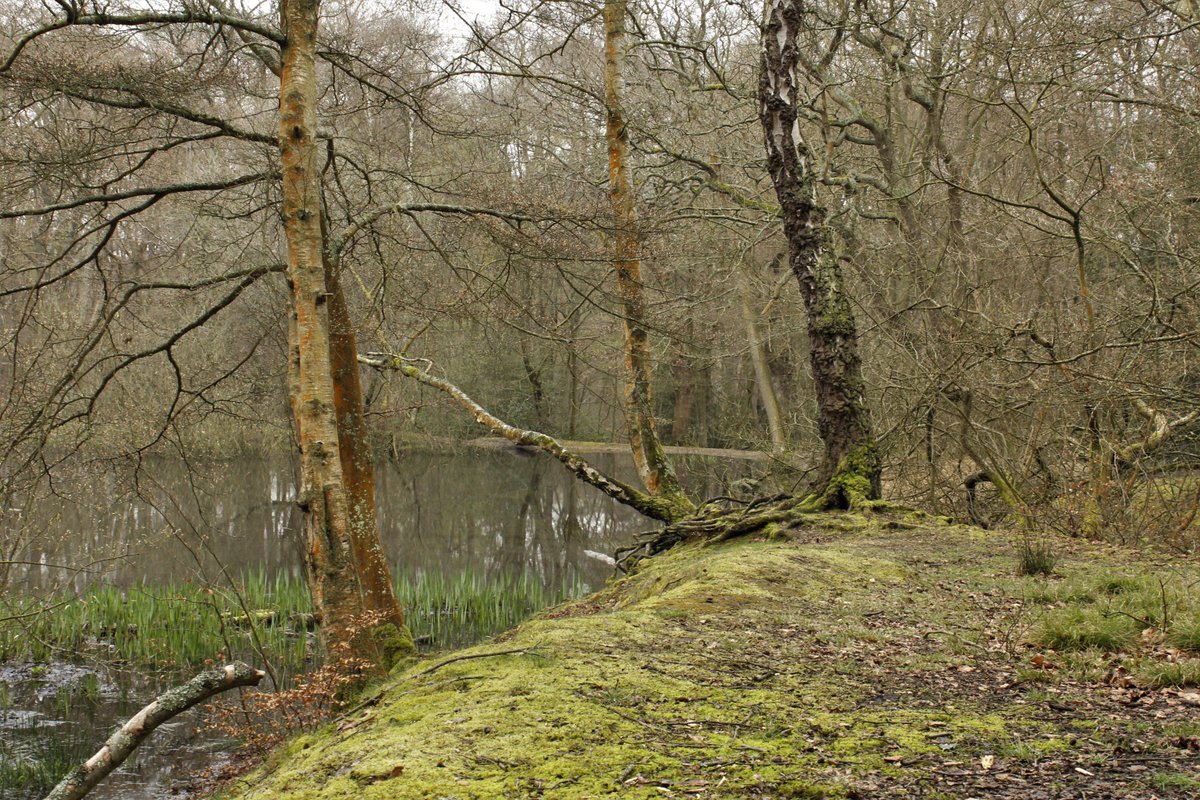 EppingForestPic's tweet photo. A few from a wonderful walk in #EppingForest today. https://t.co/TlMh9w7dTU