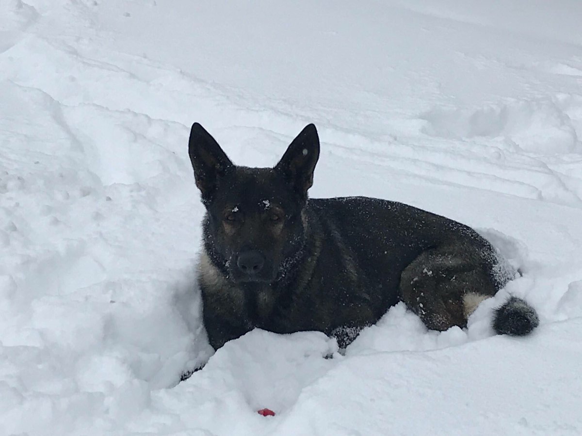 LakeCoILSheriff's tweet photo. K9 Dax is not amused with the potential for more snow on Sunday! This week, Deputy Forlenza and K9 Dax participated in a 3-day tracking course with trainers from TOPS Kennel! Our K9 Teams complete a lot of training to ensure their skills are sharp! #KeepingLakeCountySafe #K9Pride https://t.co/fqZOFq49zb