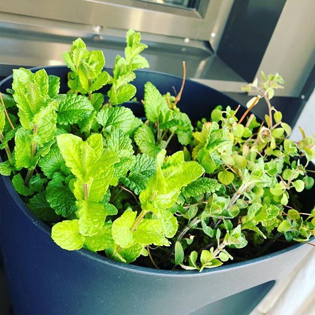 conandX's tweet photo. Vårtecken... grunden till en bra mojjito börjar ta sig på balkongen!! #mojjito #mynta #mint #growyourown #growyourowndrinks #spring #green https://t.co/hVoqIeLdNy