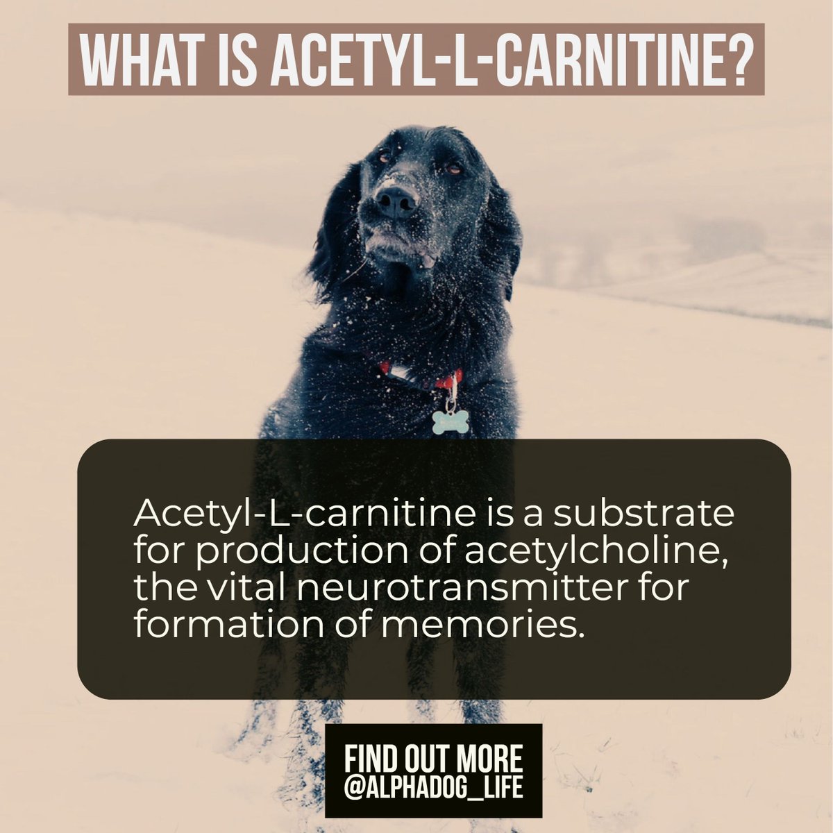 AlphaDog_Life's tweet photo. Acetyl-L-carnitine is a substrate for production of acetylcholine, the vital neurotransmitter for formation of memories. 

AlphaDog Life https://t.co/cfJ4kL6Xcg 
Advanced Dog Nutrition
The world's first nootropic dog nutritional supplements. 

#alphadog #alphadoglife https://t.co/NqVnNoL03K