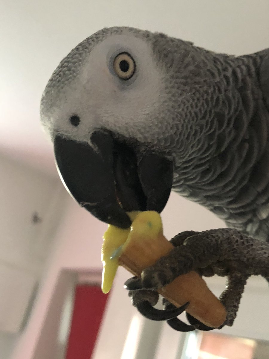 sidTHEparrot's tweet photo. Mini Lemon iceπ¦ = Messy Stick Beak! But boiii was it worth it! πππ»π #sidslife #rollonsummertime https://t.co/G9H841nKsH