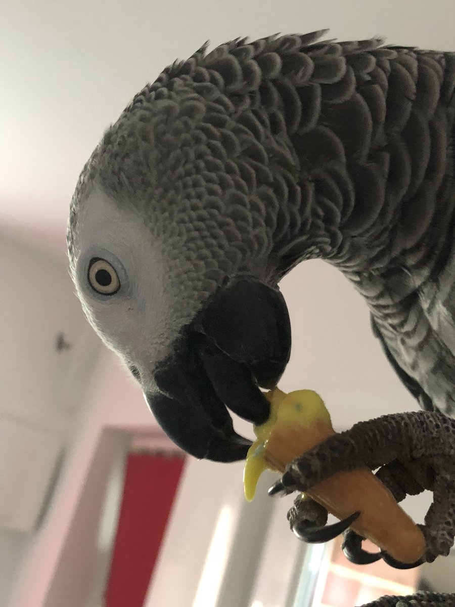 sidTHEparrot's tweet photo. Mini Lemon iceπ¦ = Messy Stick Beak! But boiii was it worth it! πππ»π #sidslife #rollonsummertime https://t.co/G9H841nKsH