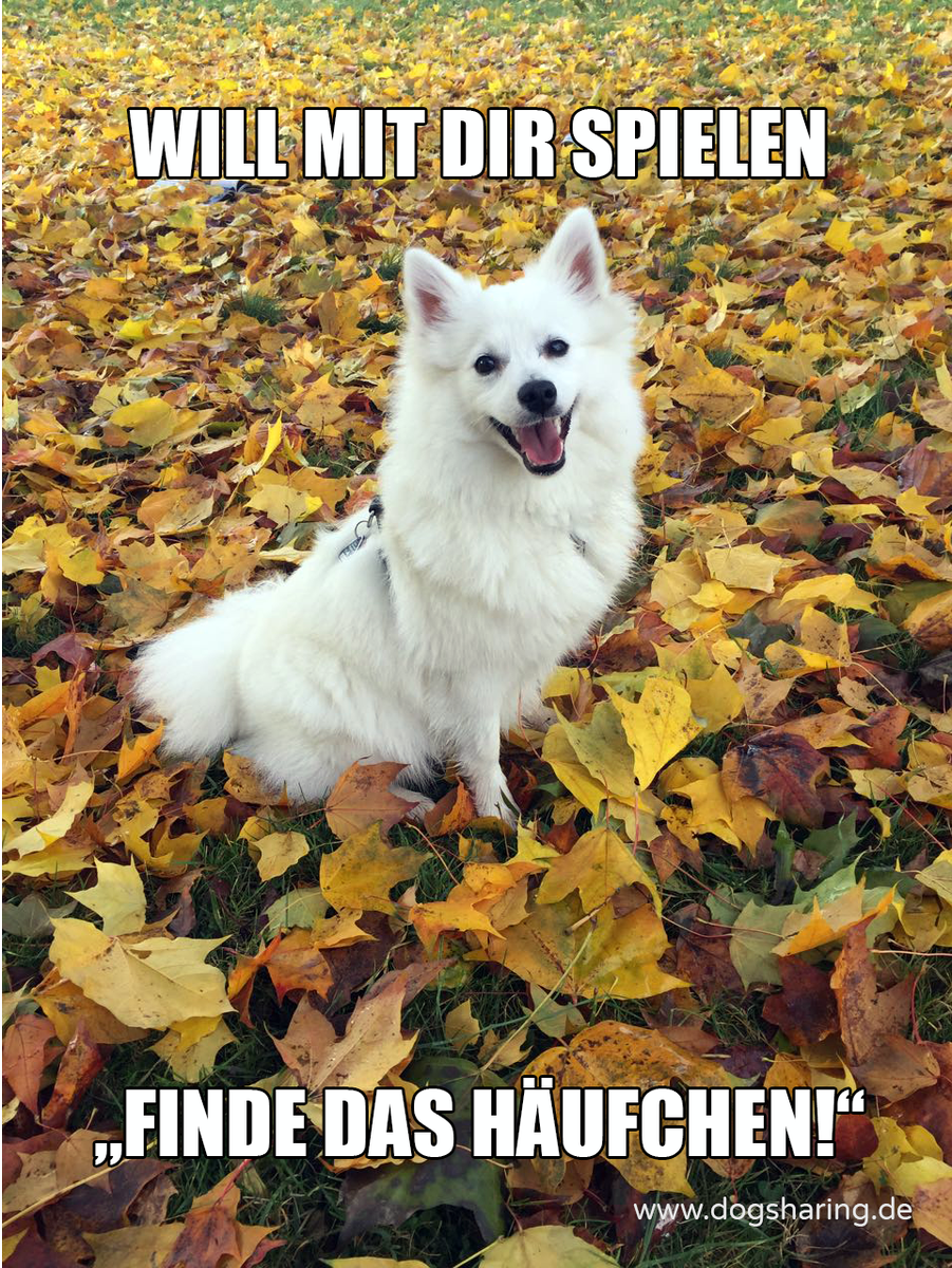 Dogsharing_DE's tweet photo. Endlich wieder bei Sonnenschein Gassigehen 😄
#Frühling #Gassigehen #Dogmeme https://t.co/rhF71Ov4wf
